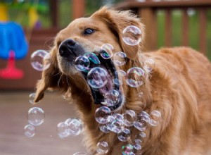 3 sinais de que seu cão está entediado (e o que fazer a respeito)