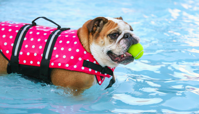 10 bezpečnostních tipů pro plavání pro vašeho psa