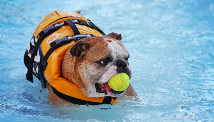 10 dicas de segurança na natação para seu cão