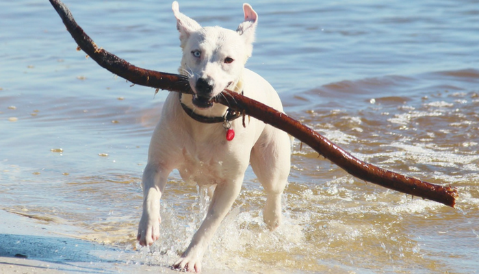 10 советов по безопасности при плавании для вашей собаки