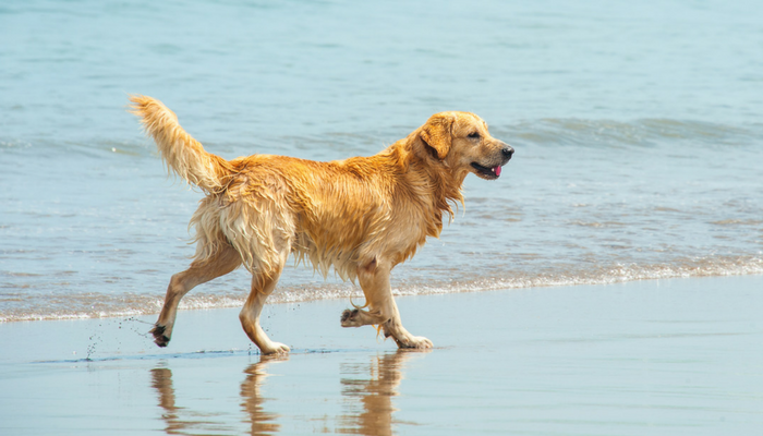 강아지를 위한 10가지 수영 안전 수칙
