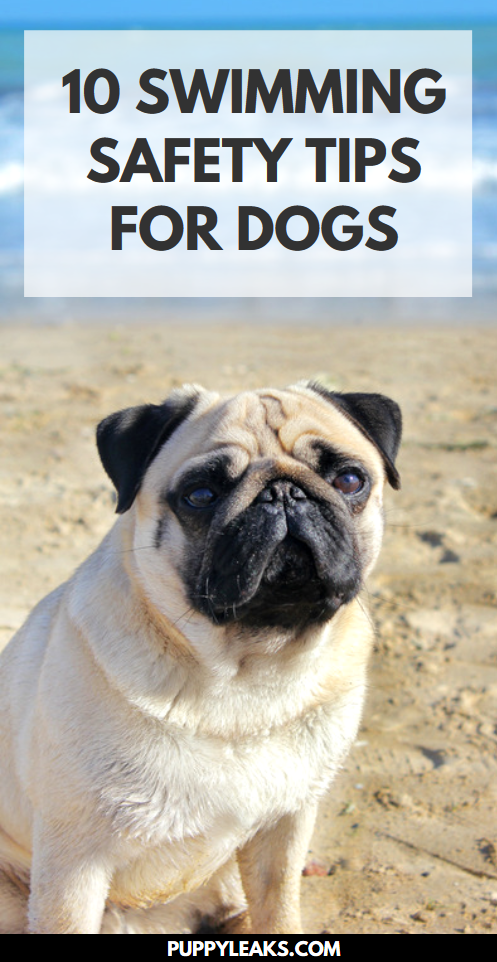 10 zwemveiligheidstips voor uw hond