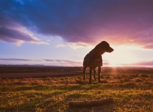 3 coisas para não dizer depois que alguém perde seu cachorro