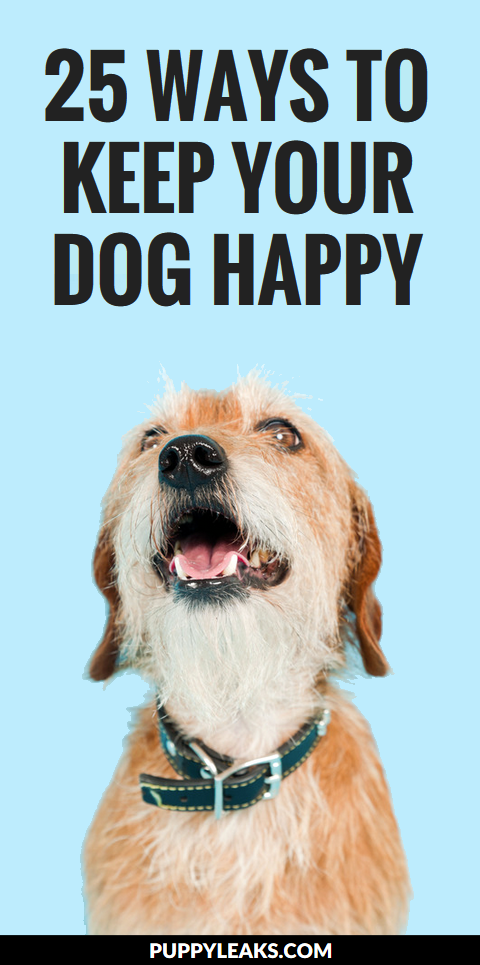 25 enkla sätt att hålla din hund glad