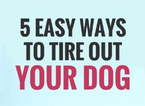 あなたの犬を疲れさせる5つの簡単な方法 