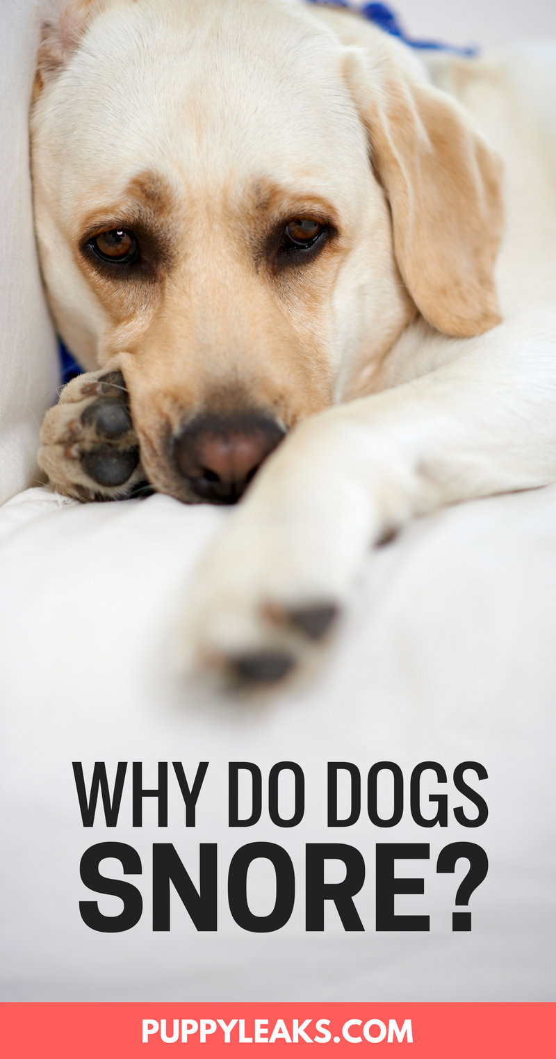 Pourquoi les chiens ronflent ?