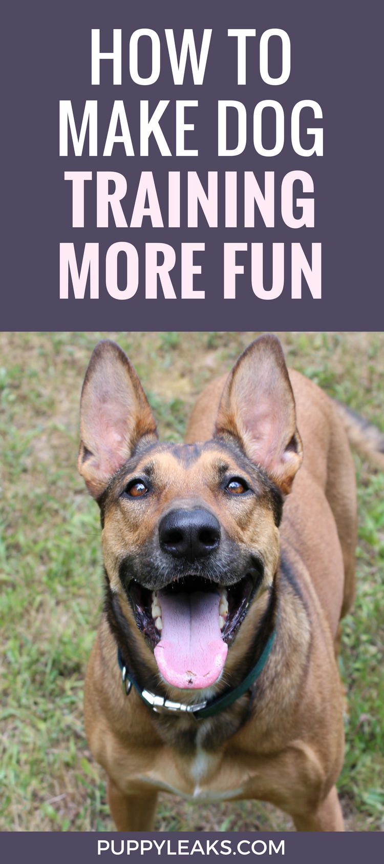 Como manter o adestramento de cães divertido mudando as recompensas