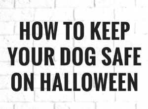 あなたの犬のためのハロウィーンの安全のヒント 