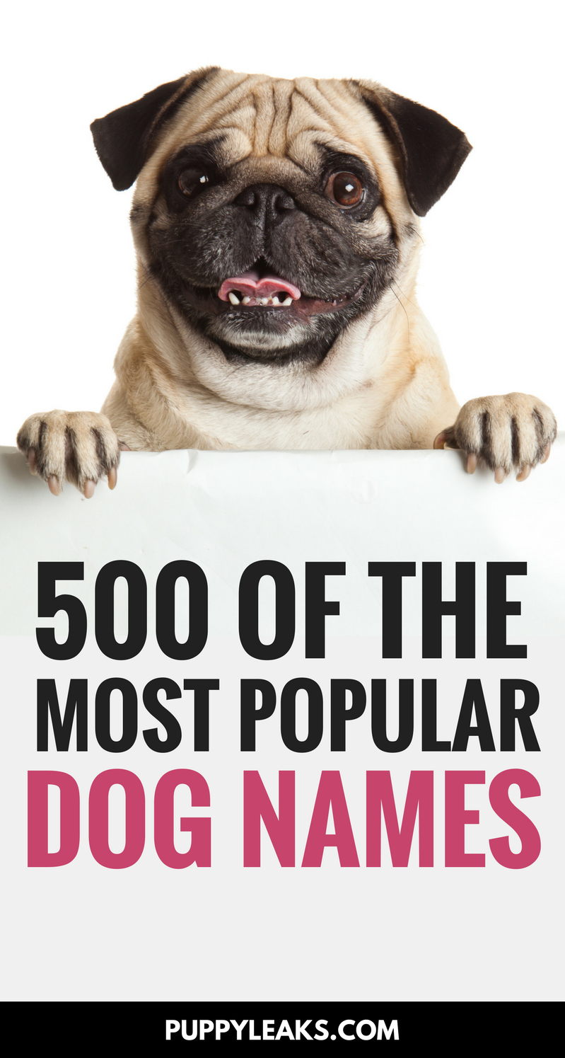 最も人気のある犬の名前の500 