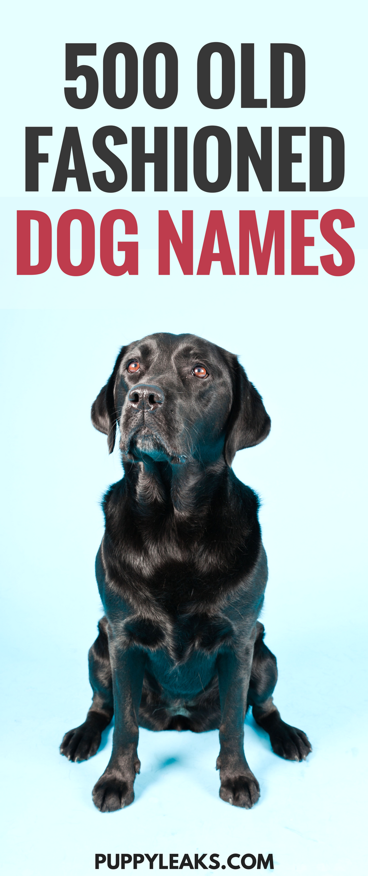 500 nomi di cani vecchio stile