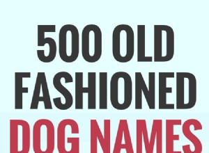 구식 개 이름 500개