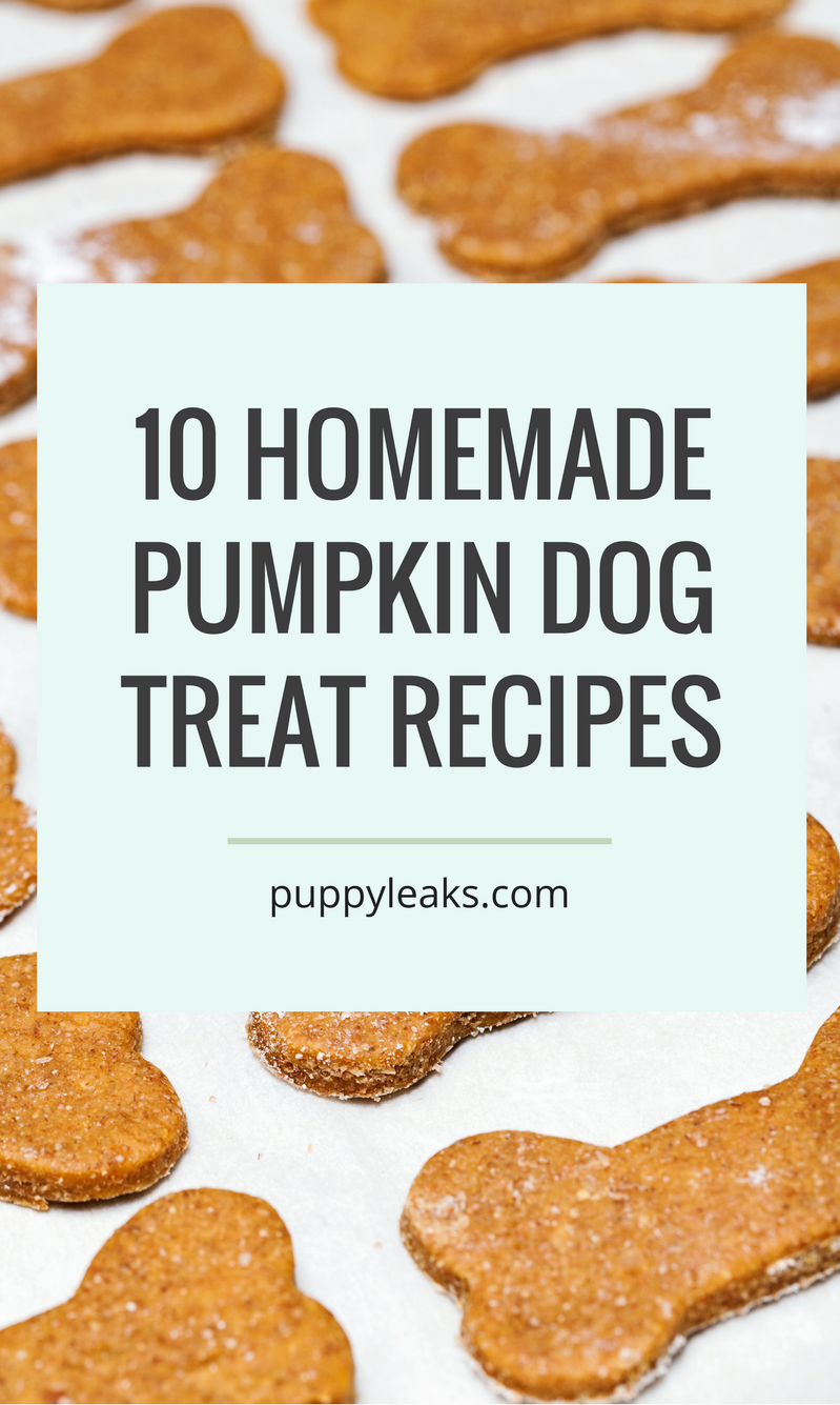 10 рецептов домашних лакомств для собак из тыквы