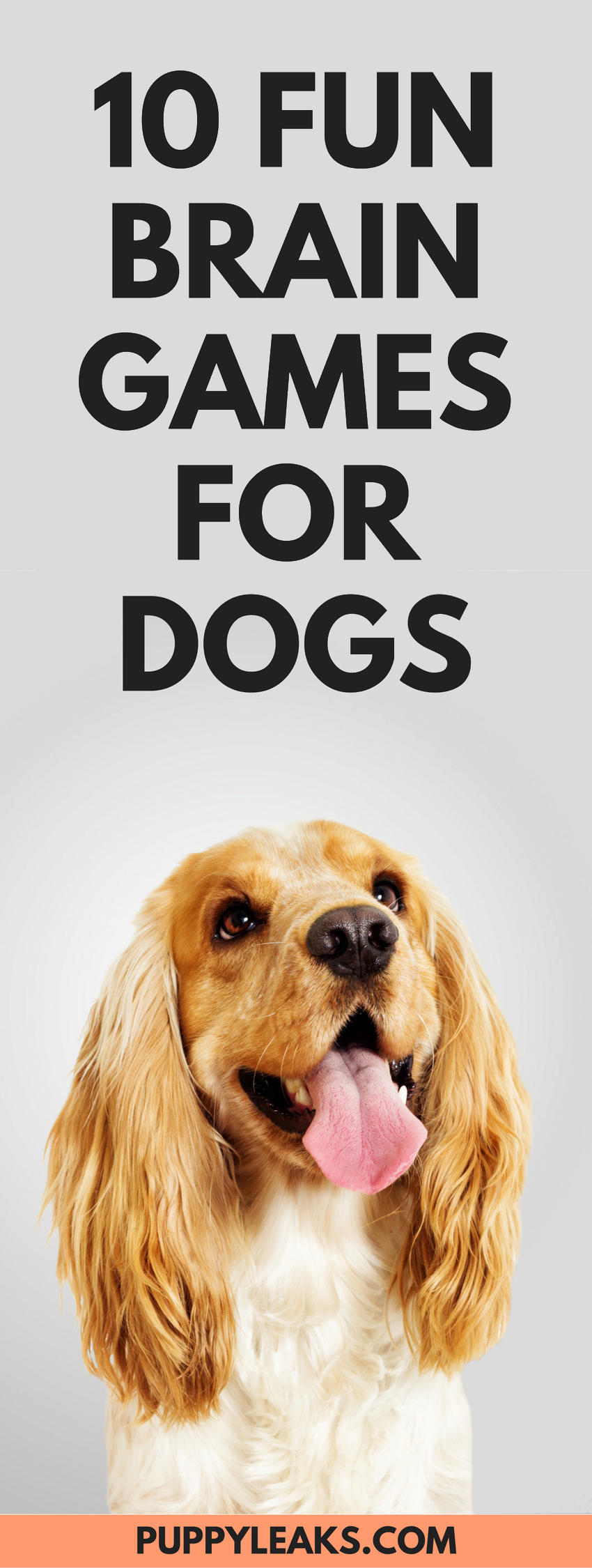 10 забавных игр для мозга для собак