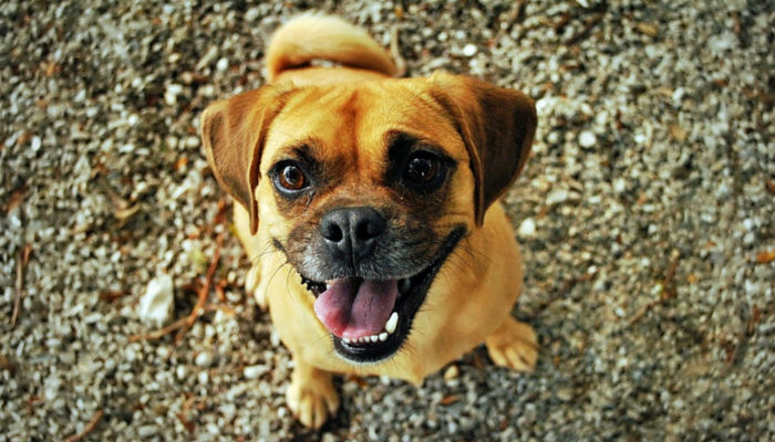 10 tips som gör hundträning enklare