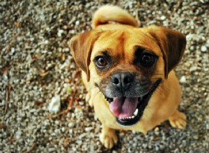 10 tipů, které usnadňují výcvik psů