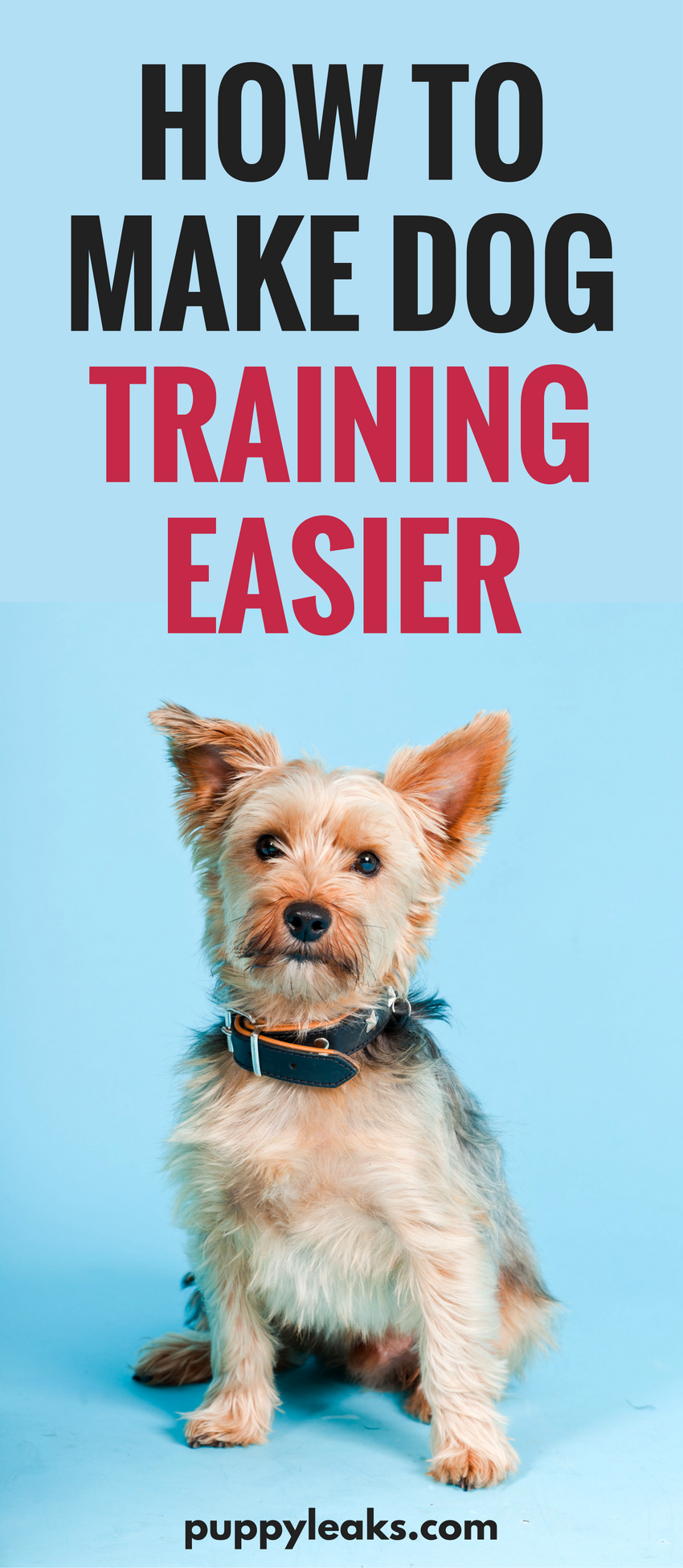 10 dicas que facilitam o treinamento de cães