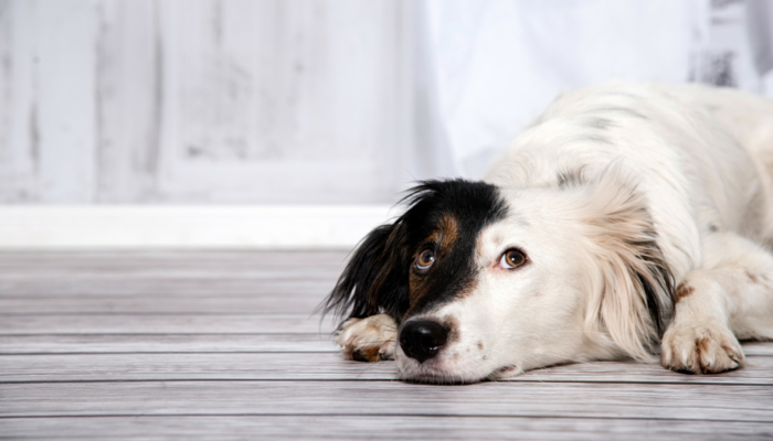 5 советов по преодолению страха разлуки с собакой