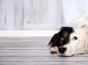 5 dicas para controlar a ansiedade de separação canina