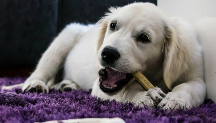 5 dicas para controlar a ansiedade de separação canina