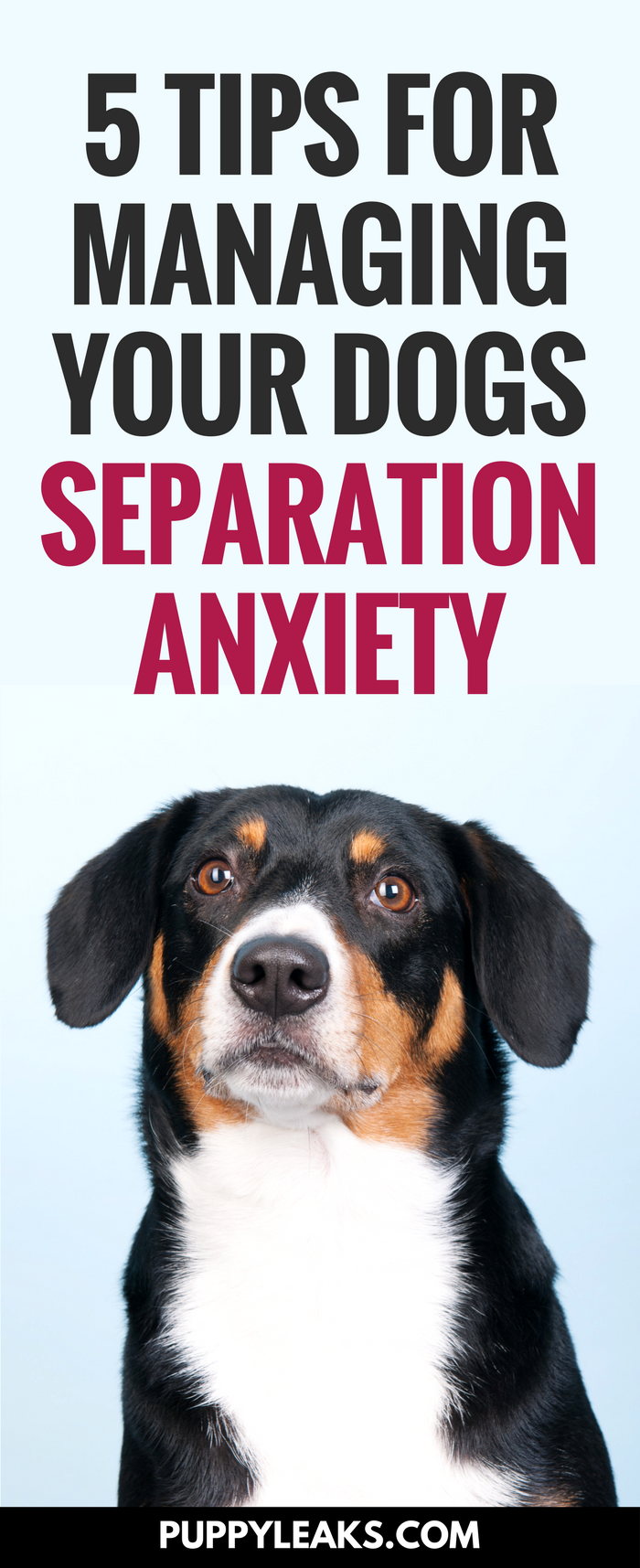 5 tipů pro zvládání úzkosti ze separace psů