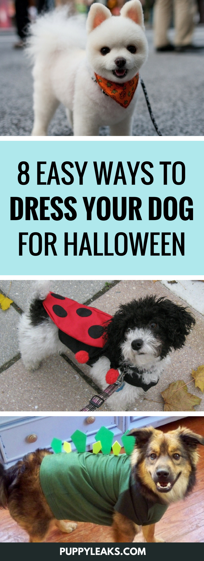 8 maneiras fáceis de vestir seu cachorro para o Halloween