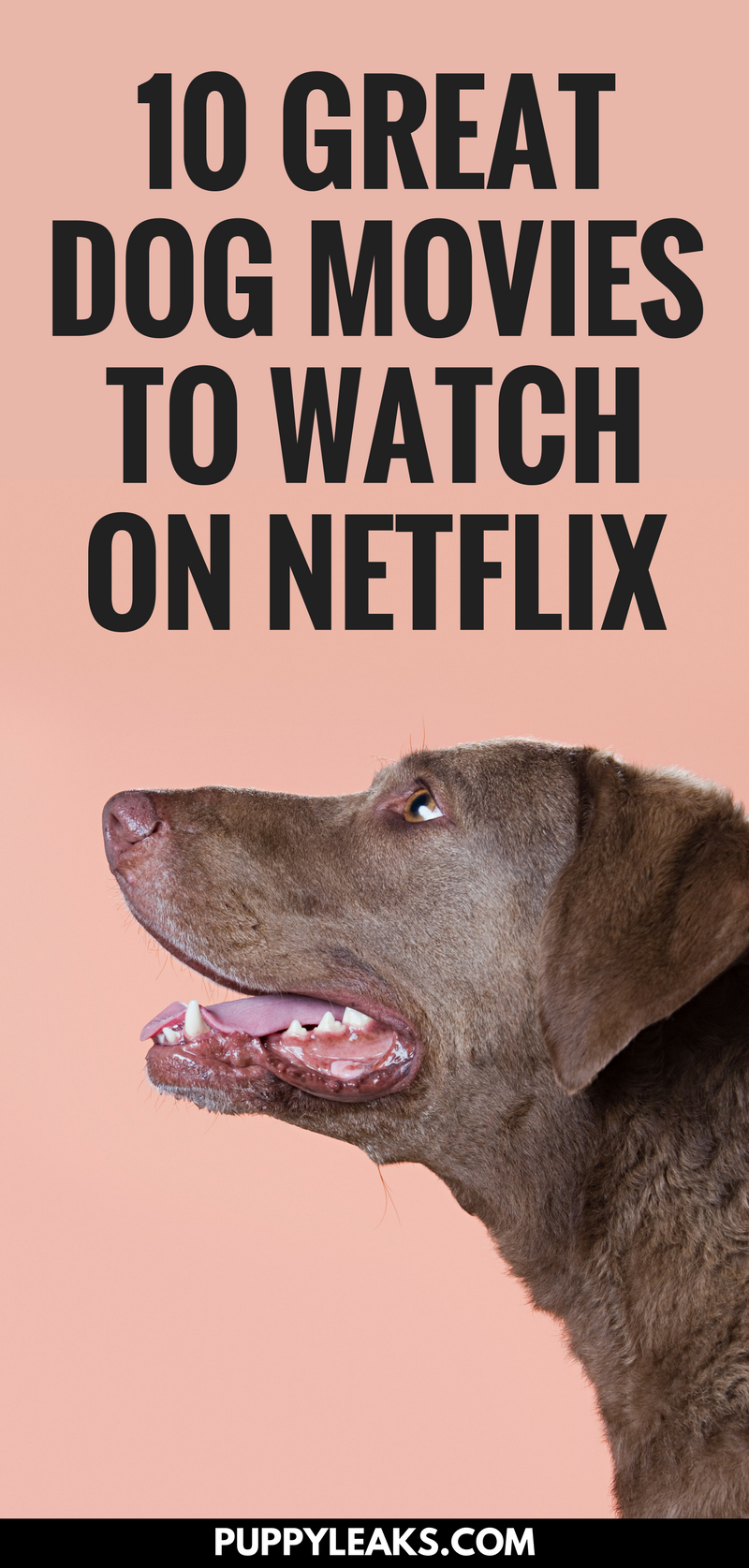 10 super films de chiens disponibles sur Netflix