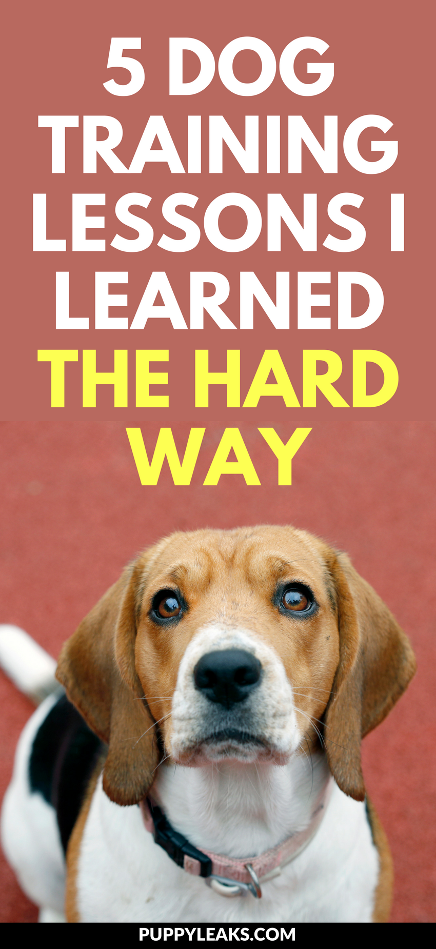 5 hundträningslektioner jag lärde mig på den hårda vägen