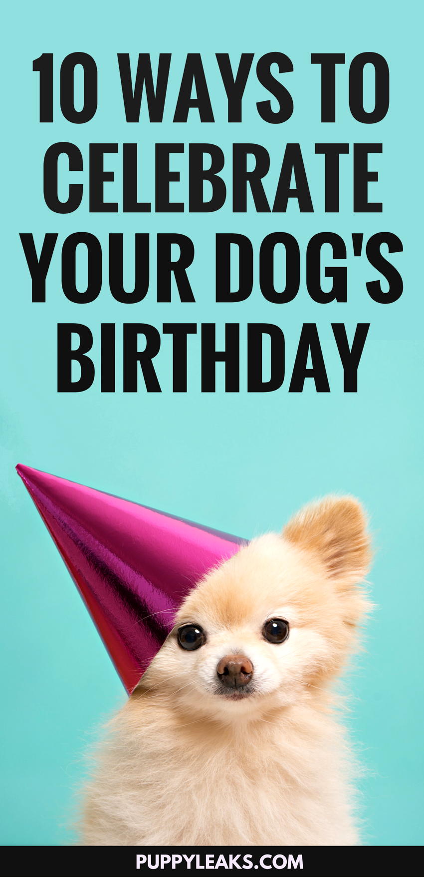 10 roliga sätt att fira din hunds födelsedag