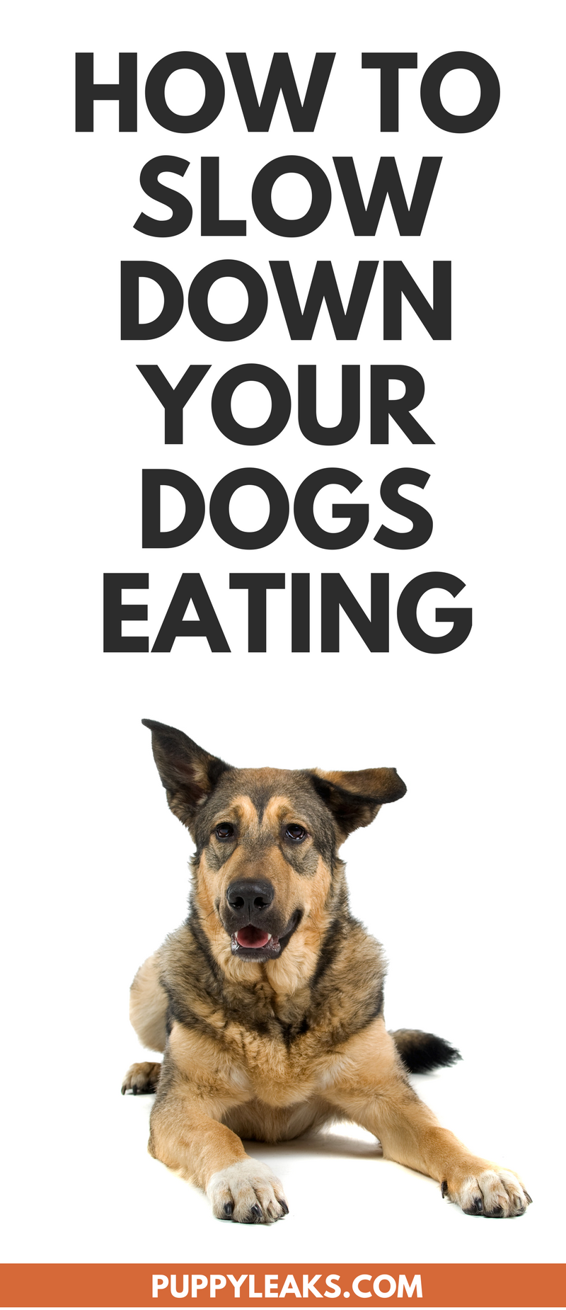 Hoe u het eten van uw hond kunt vertragen