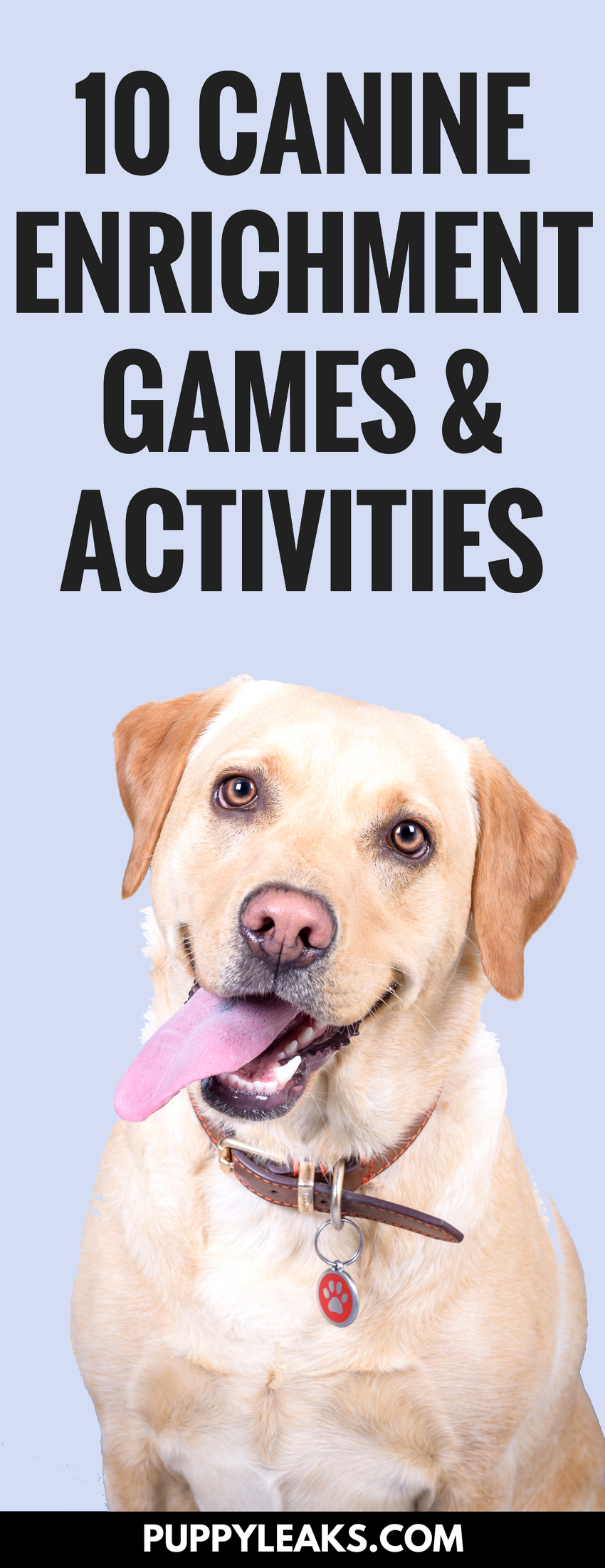 10 hundberikande spel och aktiviteter