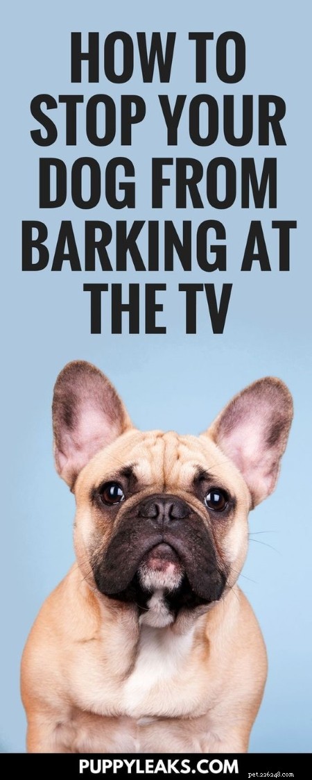 犬がテレビで吠えるのを止めた方法 