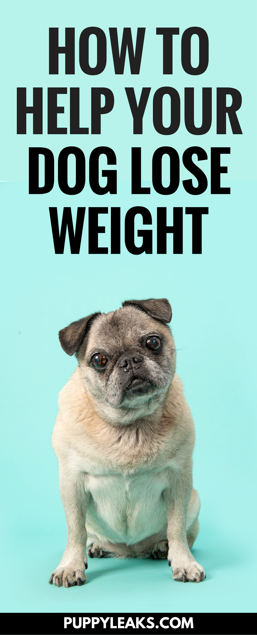 5 tipů, jak svému psovi pomoci zhubnout