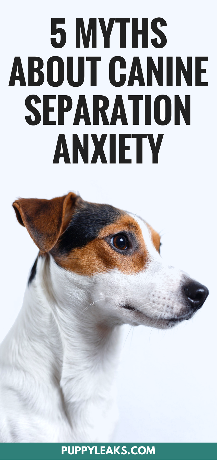5 mitos sobre como lidar com a ansiedade de separação em cães