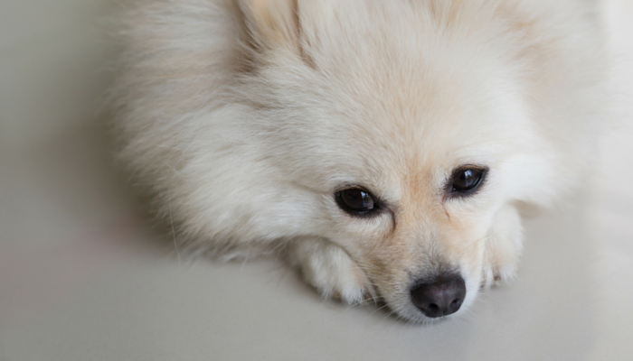 5 mythes over het omgaan met scheidingsangst bij honden