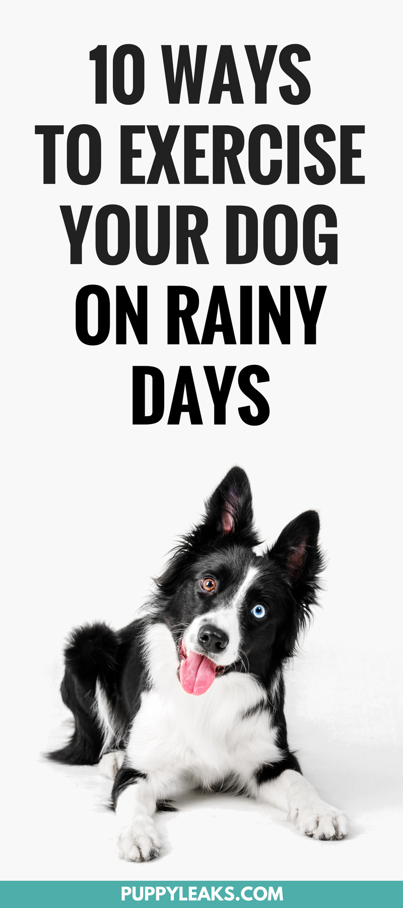 비오는 날 강아지를 운동시키는 10가지 방법