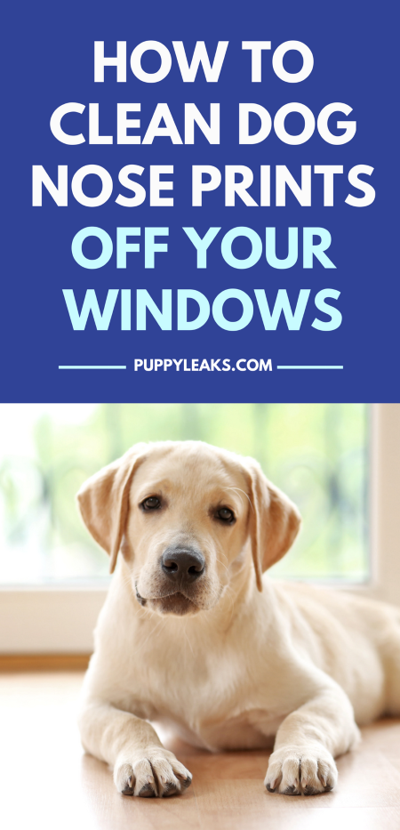 Как очистить окна от следов собачьего носа и слюни