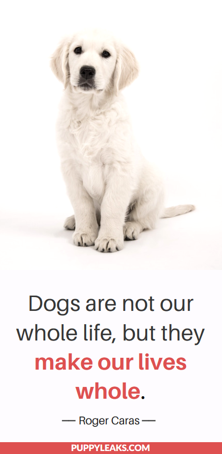 25 Sweet＆Heartwarming Dog Quotes