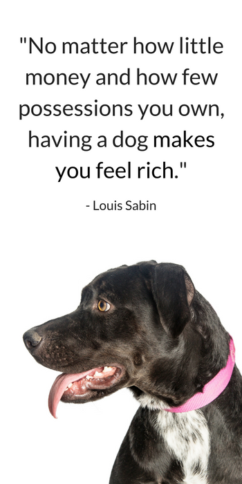 25 Sweet＆Heartwarming Dog Quotes
