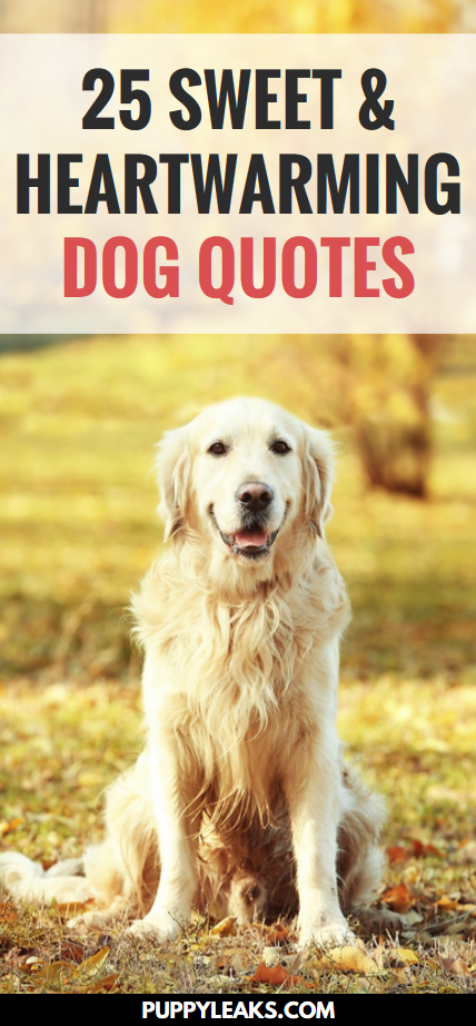 25 citazioni di cani dolci e commoventi