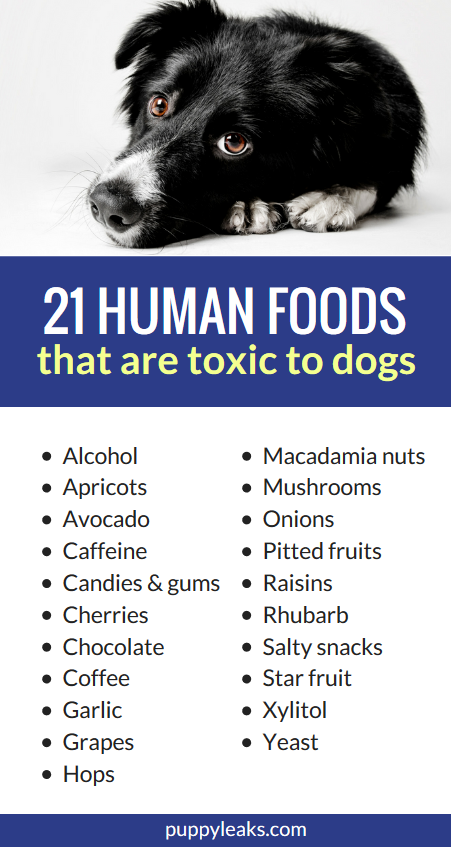 21 lidských potravin, které jsou pro psy toxické
