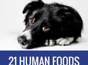 21 alimentos humanos tóxicos para cães