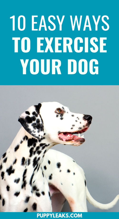 10 façons simples d exercer votre chien