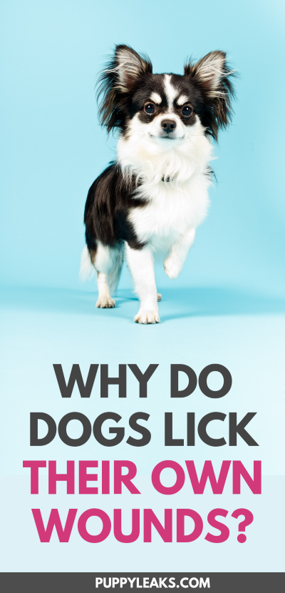 Perché i cani si leccano le ferite?
