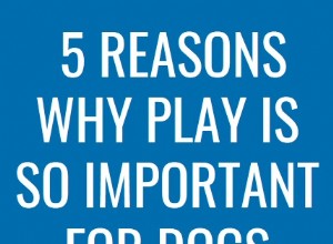 개에게 놀이가 중요한 5가지 이유