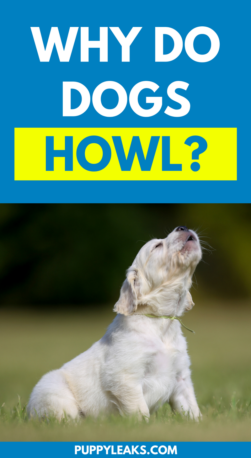 Pourquoi les chiens hurlent ?