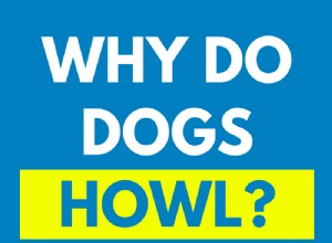 Perché i cani ululano?