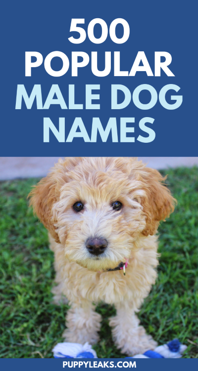 500 nomes populares de cães machos