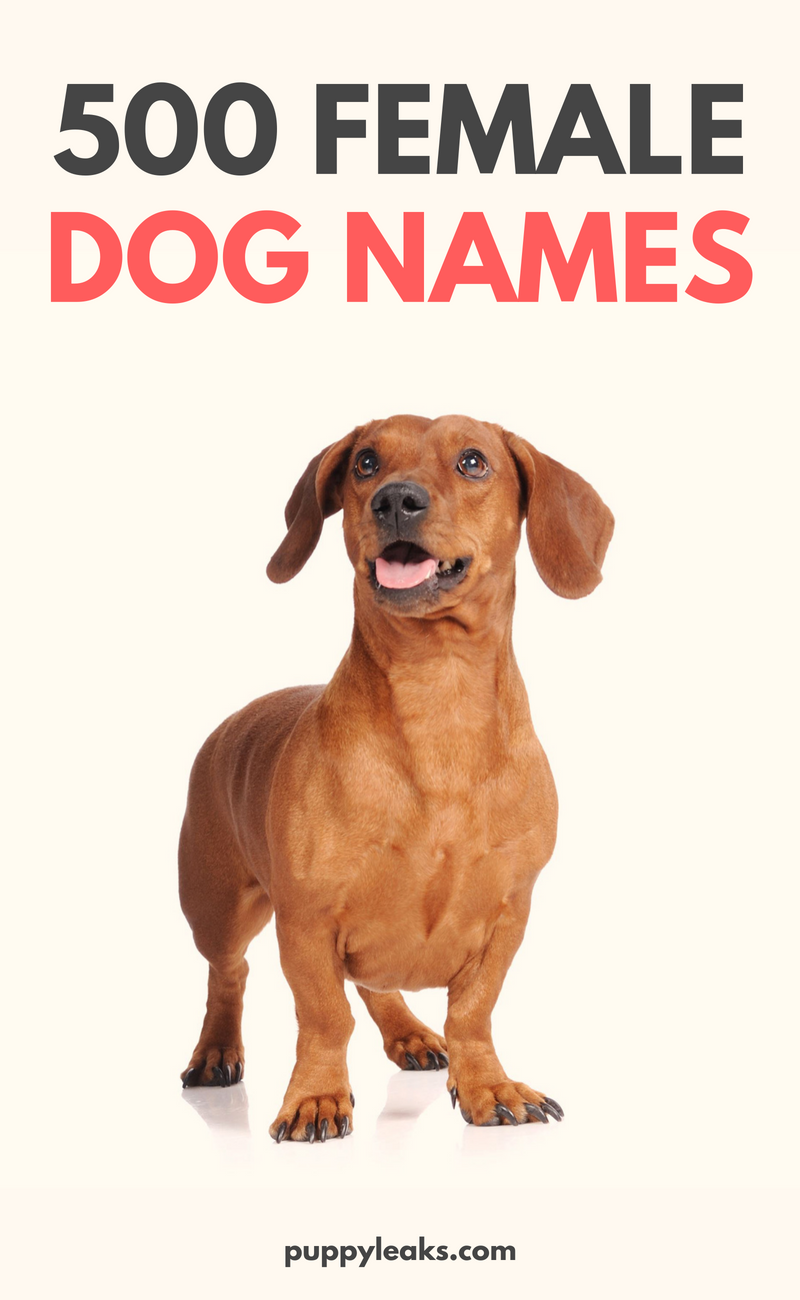 500 oblíbených ženských psích jmen