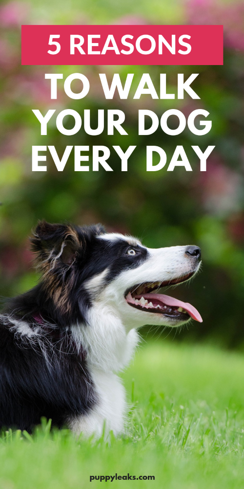 5 redenen om elke dag met je hond te wandelen