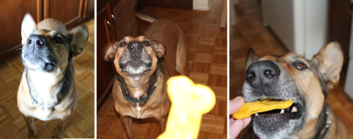 カボチャとピーナッツバターの犬用ビスケット 